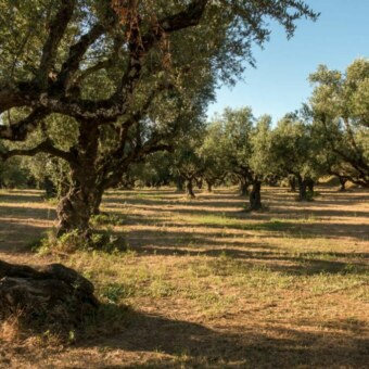 Ulivi secolari in un uliveto del Gargano, con tronchi contorti e ombre sul terreno.